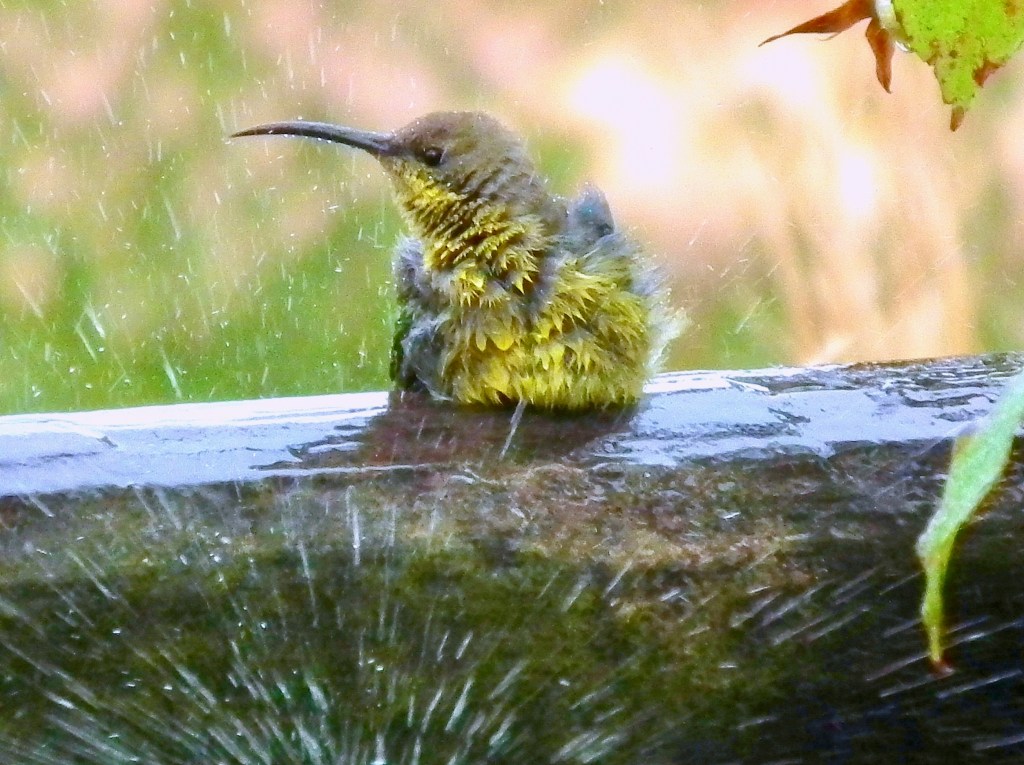 A small bird sitting on a ledge during rain, with droplets splashing around it.