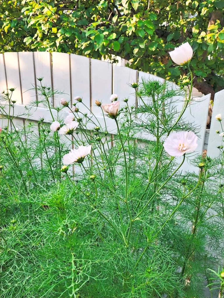 A cluster of delicate pink cosmos flowers growing tall among frond-like green foliage, set against a white wooden fence.