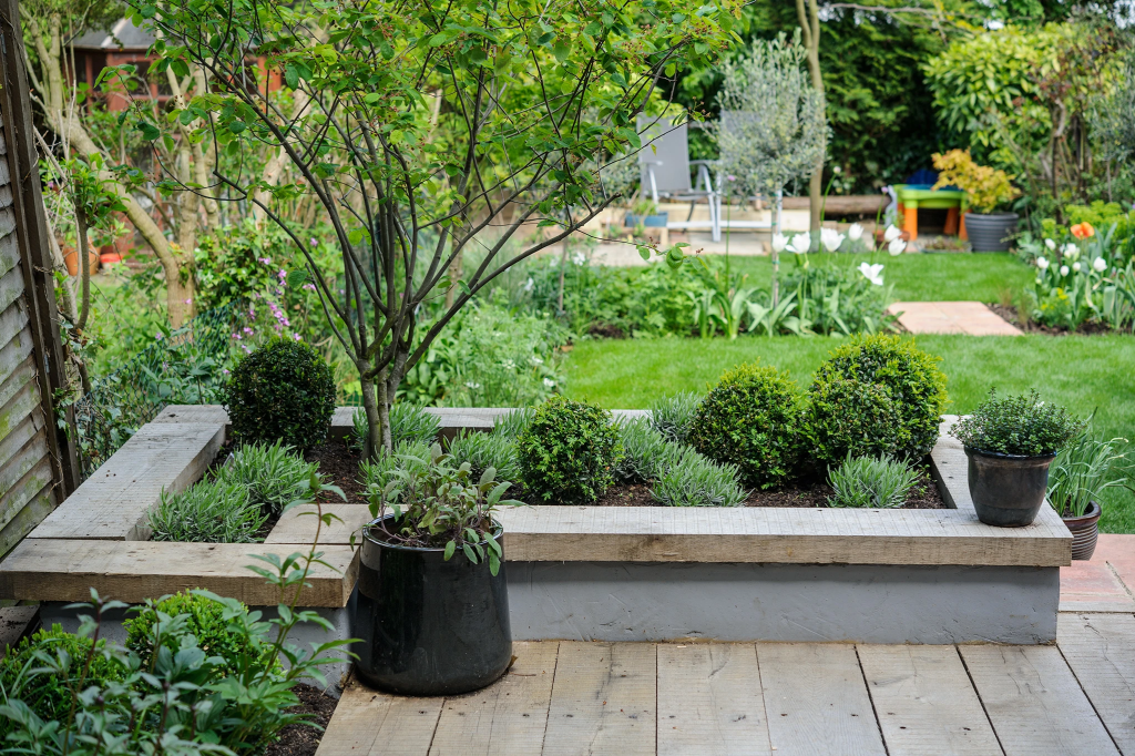 A small landscaped garden featuring a raised planter with boxwood shrubs and lavender, surrounded by greenery and a wooden floor.