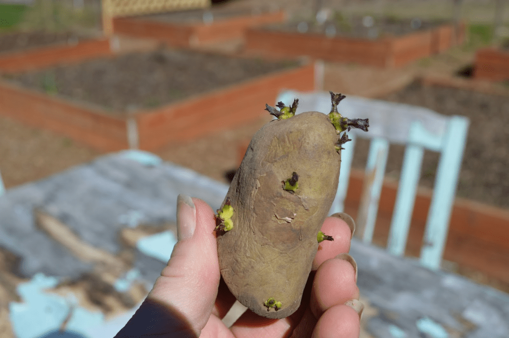 A hand holding a sprouted potato with green shoots, against a blurred background of raised garden beds.