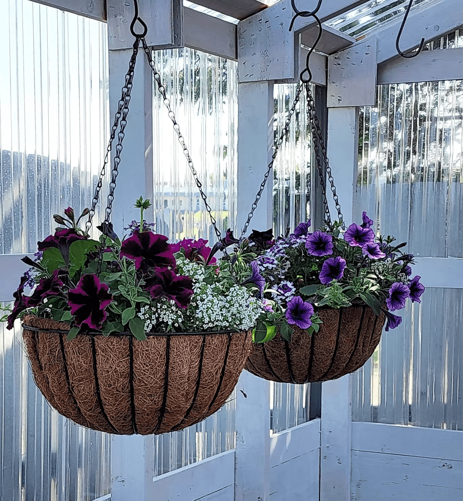 Two hanging baskets filled with colorful flowers, including petunias and white alyssum, suspended in a greenhouse with a clear structure in the background.