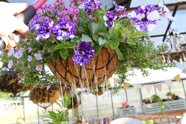 A hand holding a watering hose is watering a hanging basket filled with vibrant purple and pink flowers, with water cascading down the sides, in a greenhouse environment.