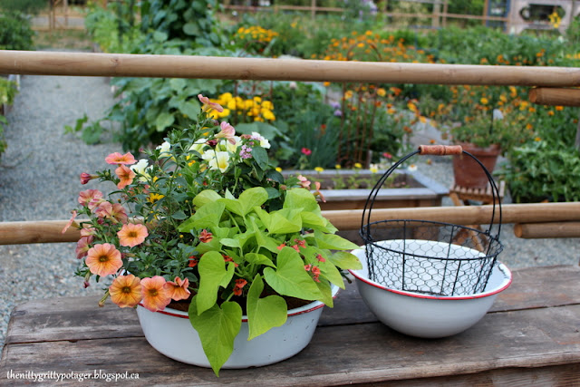A colorful basket sits inside a basin to rehydrate after drying out. With  blooming flowers and vibrant foliage. Sits beside an empty wire basket on a wooden table in a garden setting.