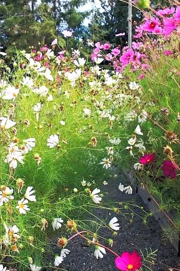 A vibrant garden filled with blooming cosmos flowers, showcasing white and pink petals amidst lush green foliage.