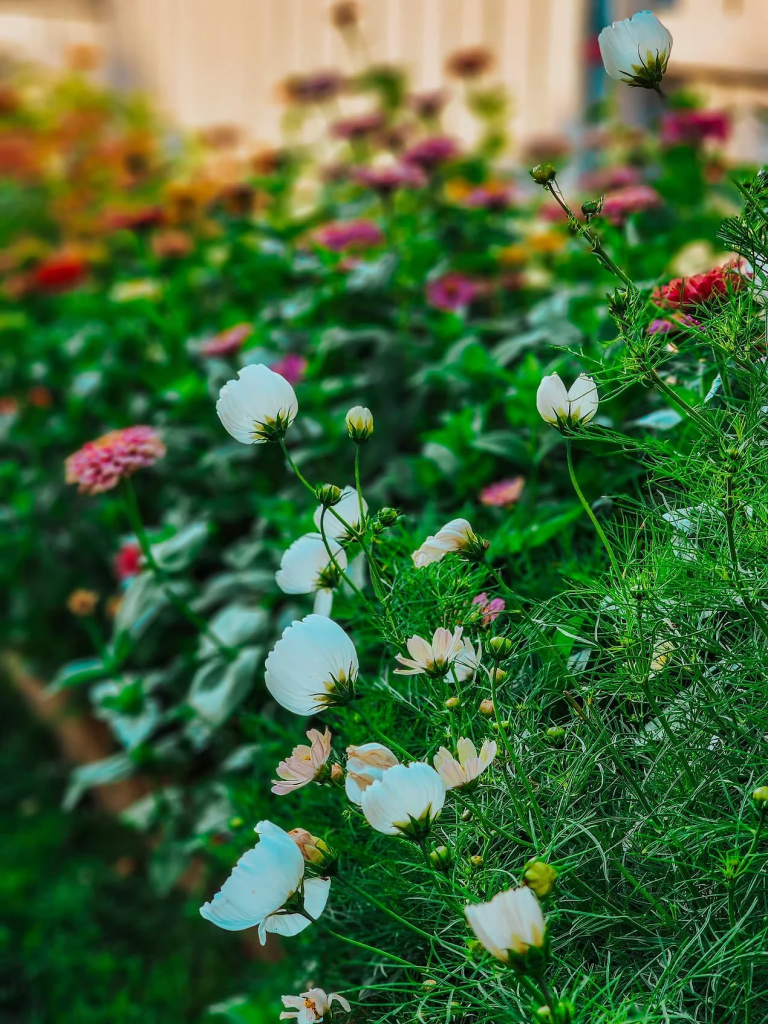 A close-up view of cosmos flowers in a garden, featuring delicate white petals and green frond-like foliage, with colorful blooms in the background.