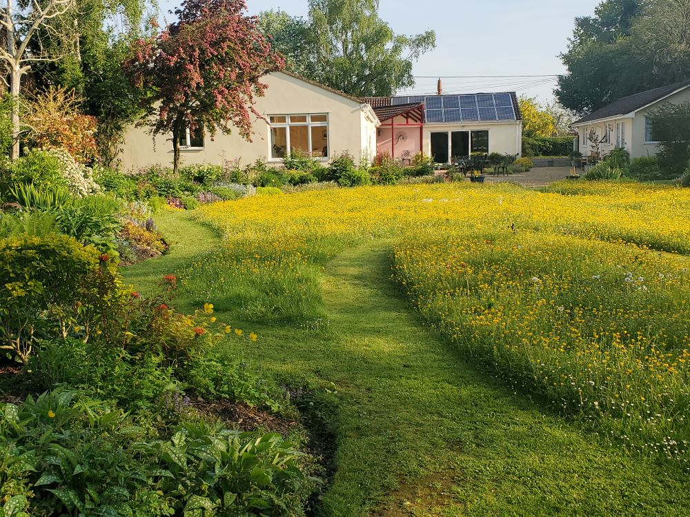 A vibrant garden landscape in late spring, featuring a lush green lawn and a field of yellow wildflowers in bloom, with a house and trees in the background.