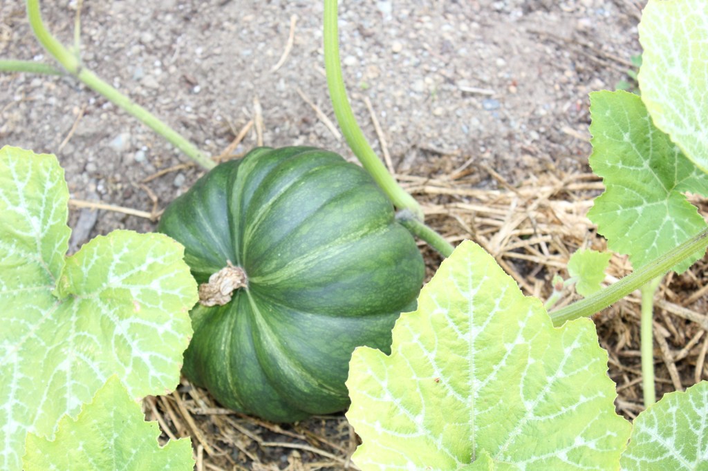 A green pumpkin growing on a vine surrounded by large leafy green leaves, set against bare soil.