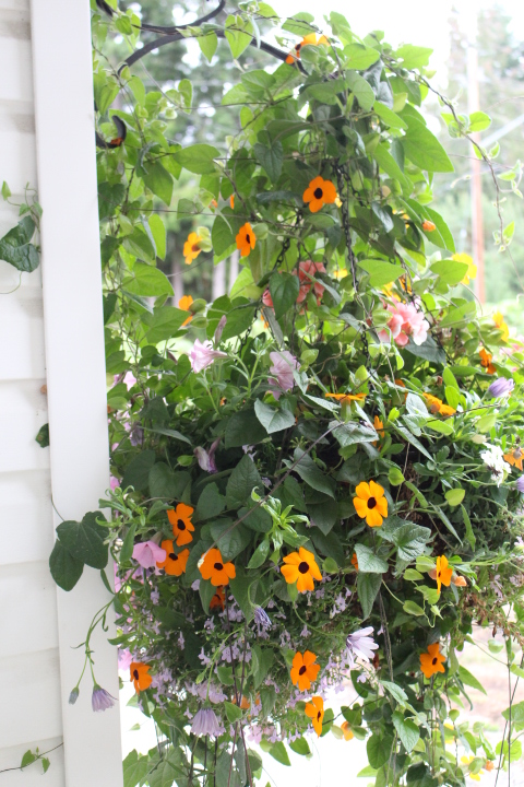 A vibrant hanging basket filled with a variety of colorful flowers, including orange and purple blossoms, surrounded by lush green foliage.