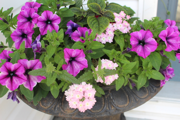 A lush planter filled with vibrant purple petunias and pale pink verbena flowers, showcasing a mix of greenery and colorful blooms, creating a visually appealing floral arrangement.