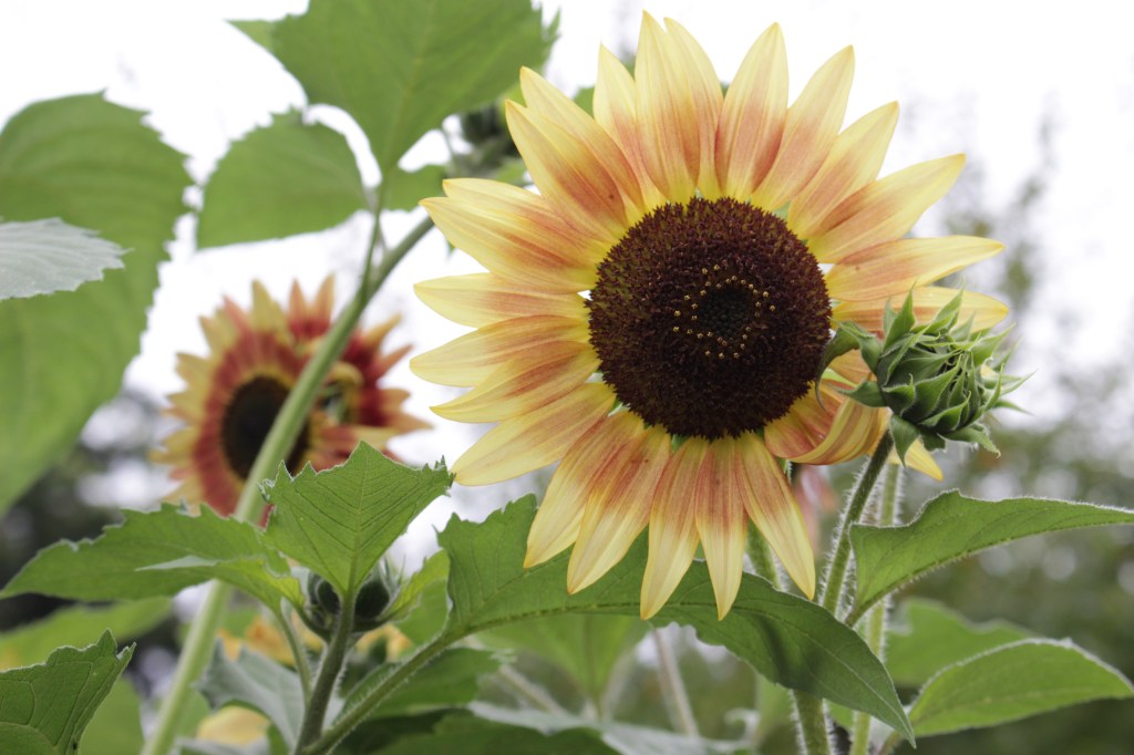 A vibrant sunflower with yellow and orange petals, surrounded by green leaves and another sunflower in the background.