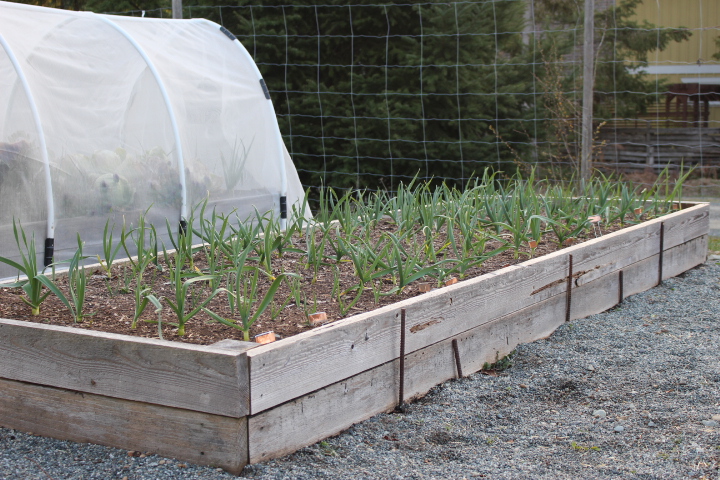 A wooden raised garden bed filled with organized rows of growing green garlic plants, with a greenhouse covering part of the garden.