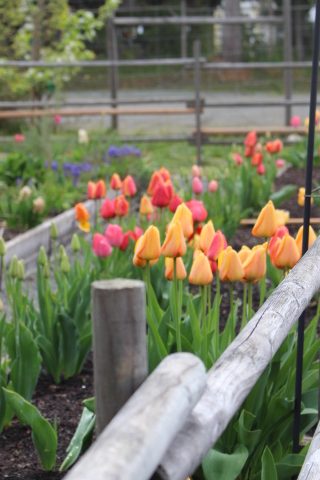 A vibrant garden scene featuring blooming tulips in shades of pink, orange, and yellow with wooden fencing in the foreground.