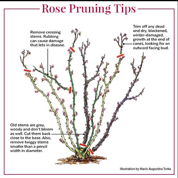 Illustration depicting rose pruning tips with labeled instructions on plant maintenance, including stem removal and care techniques.