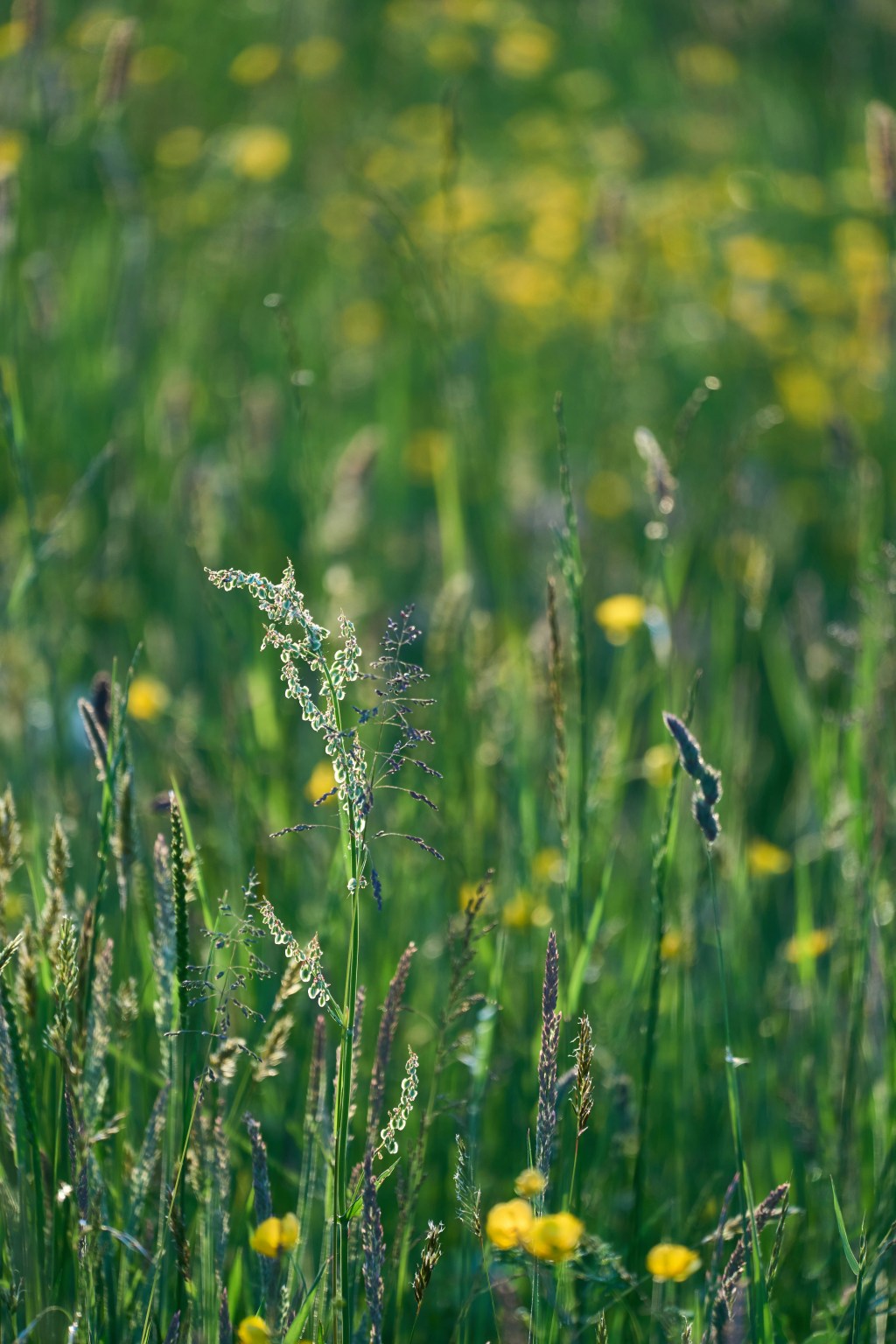 Sunday Potager Ramblings&nbsp;#30