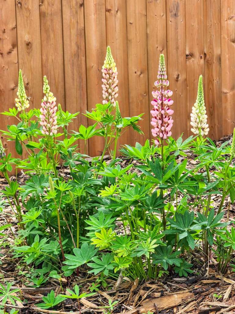 A cluster of blooming lupins in a garden with green foliage and a wooden fence in the background.