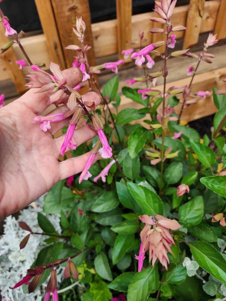 A close-up of a hand holding pink flowers against a background of green leaves and wooden fencing.