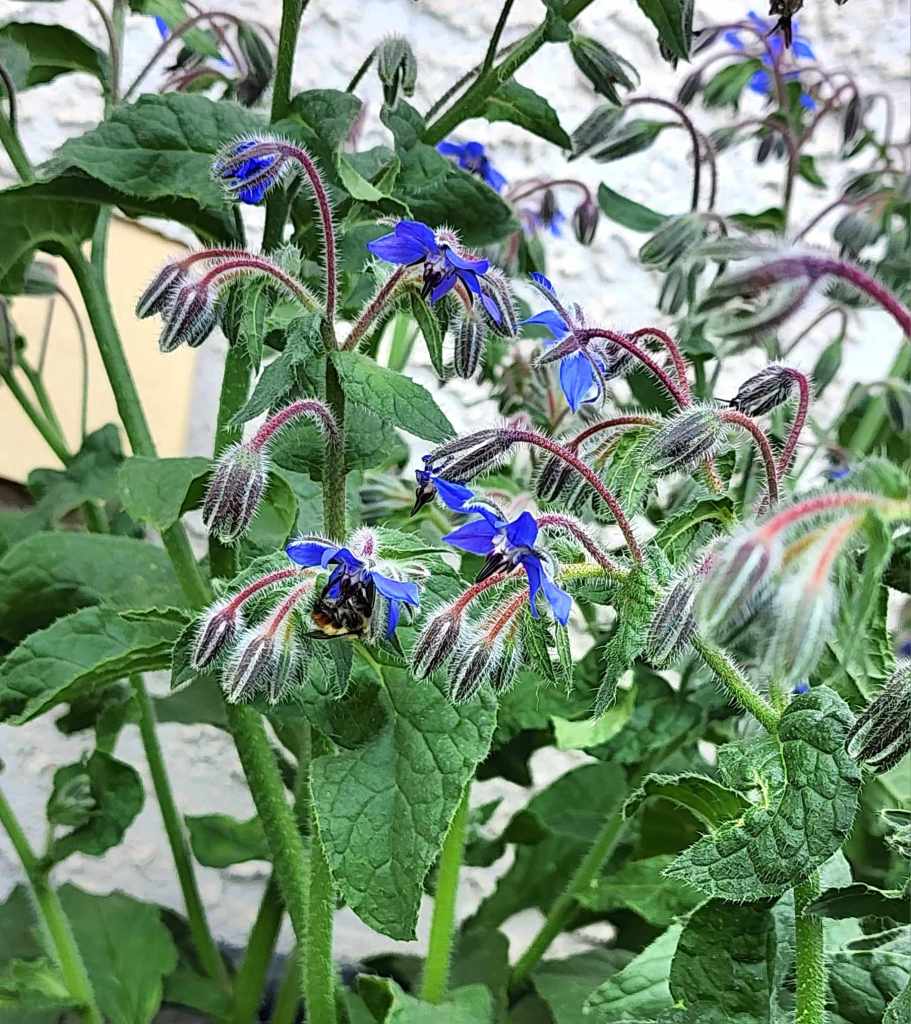 Close-up of borage flowers featuring vibrant blue petals and lush green foliage, attracting pollinators like bees.