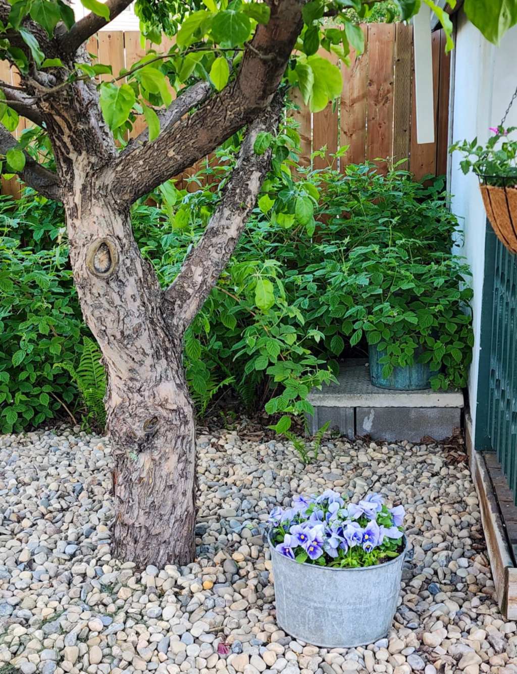 Sunday Potager Ramblings&nbsp;#33