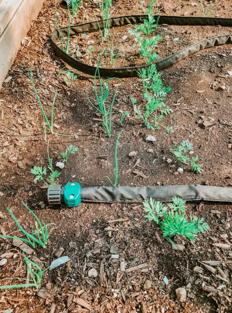 Close-up view of a garden bed featuring young green onions and carrot seedlings, with a weeping hose running through the soil for irrigation.