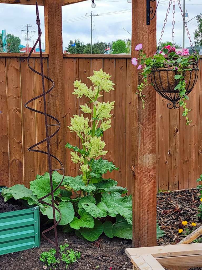 A garden scene featuring a flowering rhubarb plant with large green leaves, a trellis-like structure, and a hanging planter with pink flowers, set against a wooden fence.