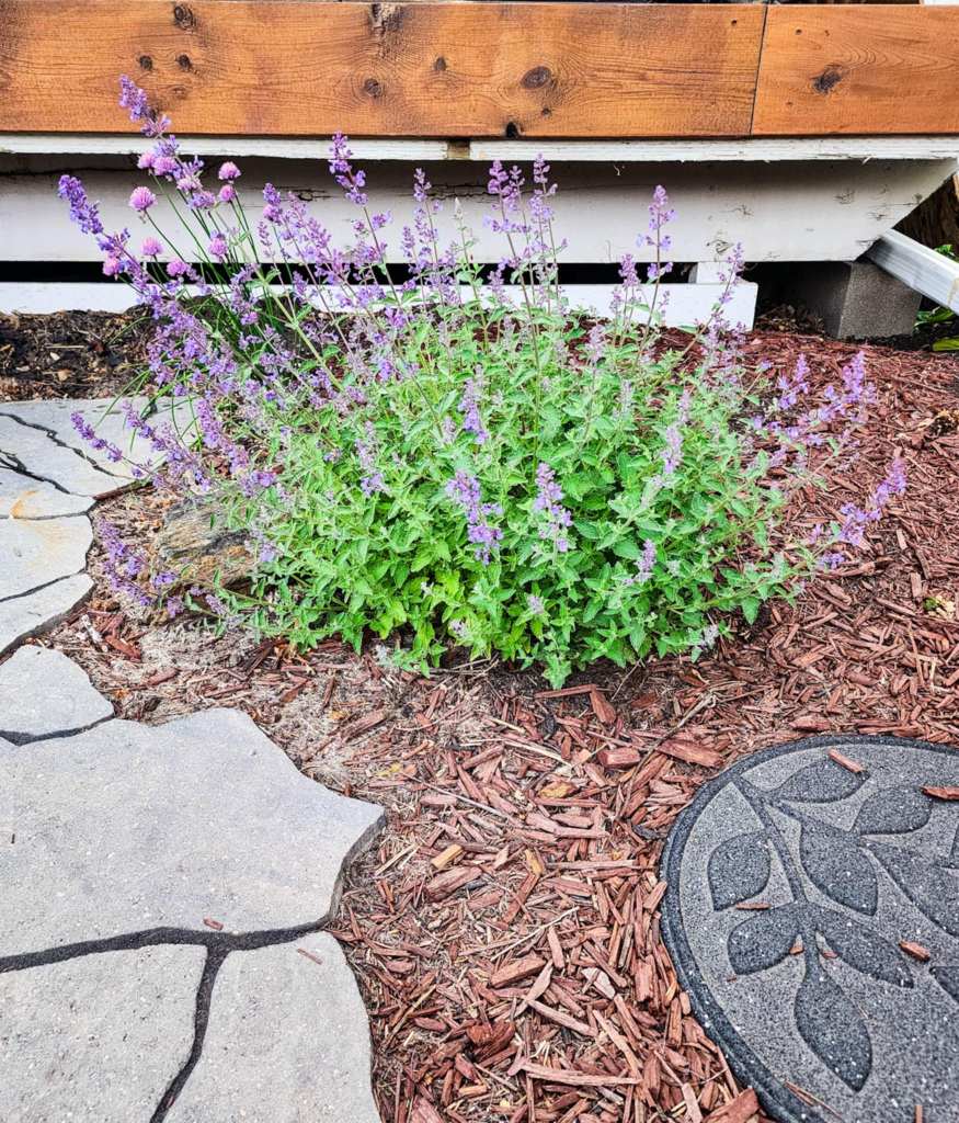 A cluster of vibrant purple flowering plants growing among landscaping stones and mulch.