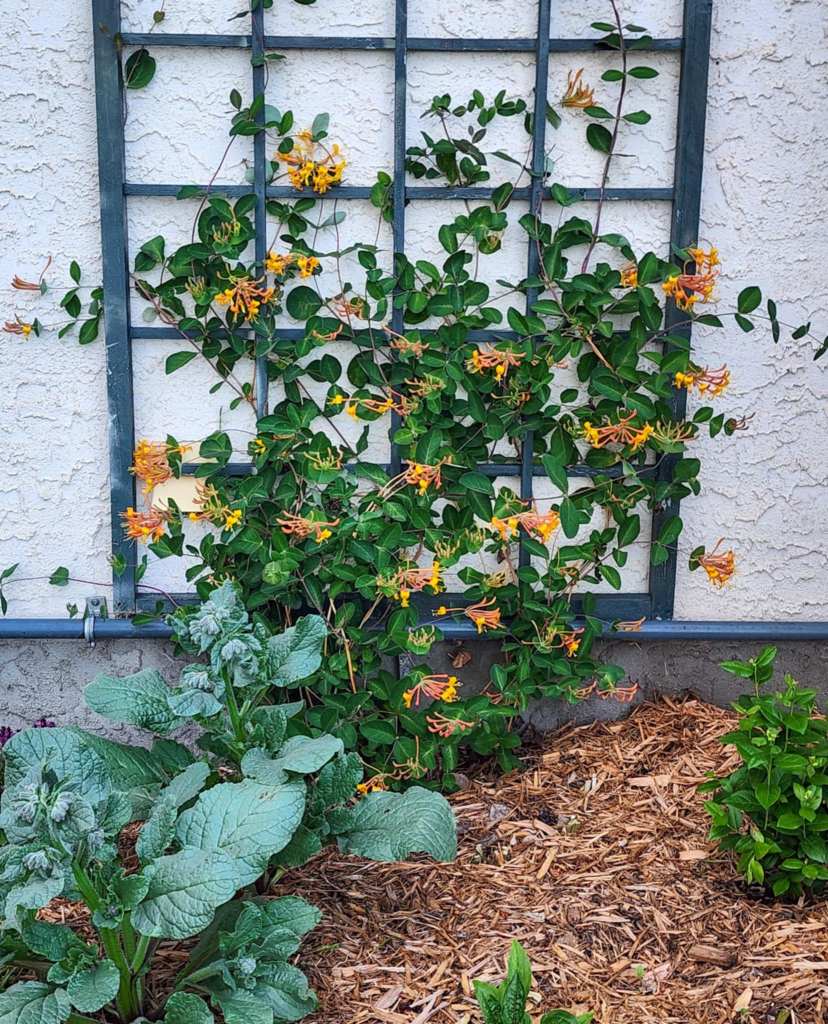 A flowering vine with orange blossoms climbing a trellis, surrounded by leafy green plants and mulch in a garden setting.