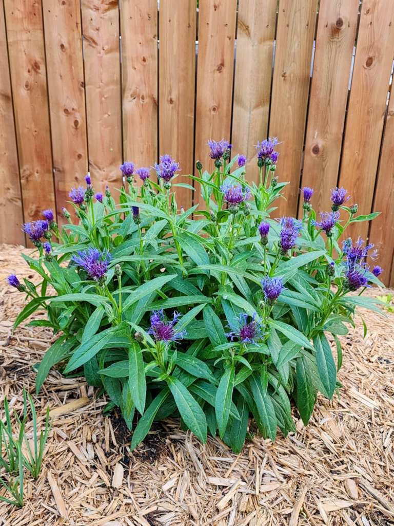 A cluster of vibrant purple flowers surrounded by green leaves in a garden setting, with a wooden fence in the background.
