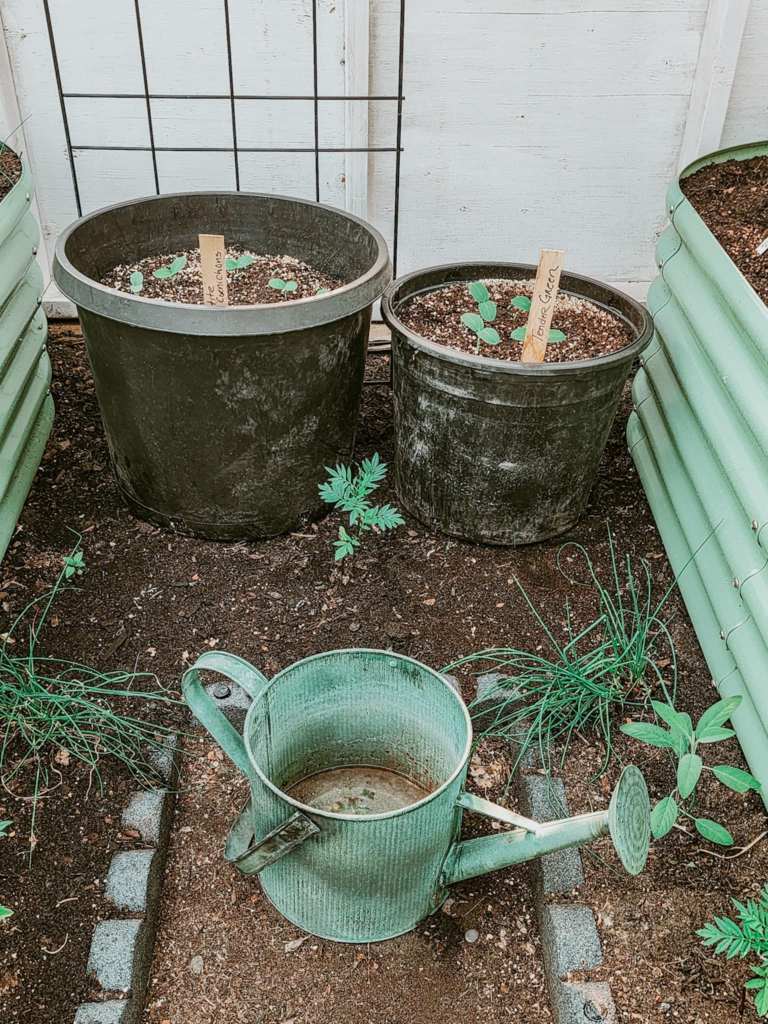 Garden scene featuring two large pots with new seedling plants and labeled stakes, along with a vintage green watering can positioned on the soil pathway.
