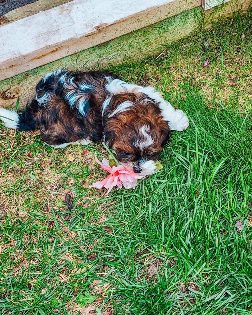 A small Shichon puppy lying on grass, holding a pink flower in its mouth.