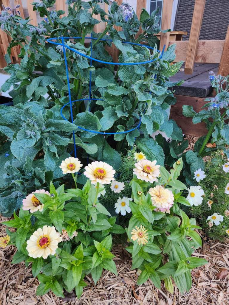A colorful array of flowers, including zinnias and daisies, growing alongside lush green leafy plants in a garden setting.