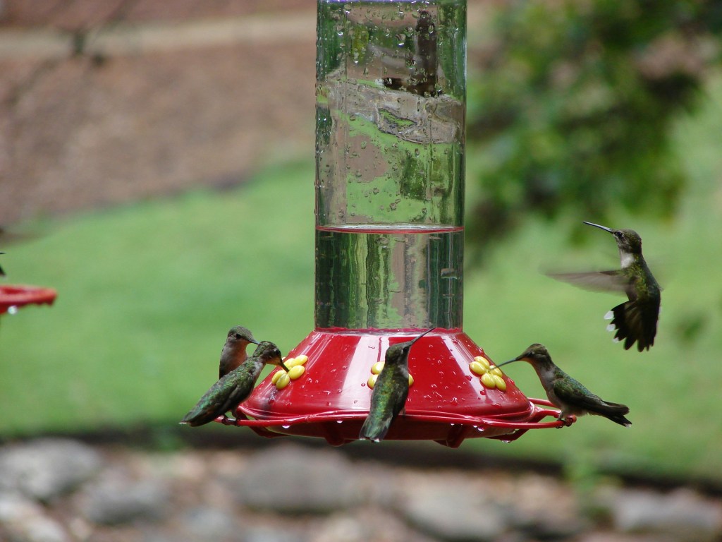 A group of hummingbirds feeding at a red nectar feeder with yellow feeding ports, with blurred greenery in the background.