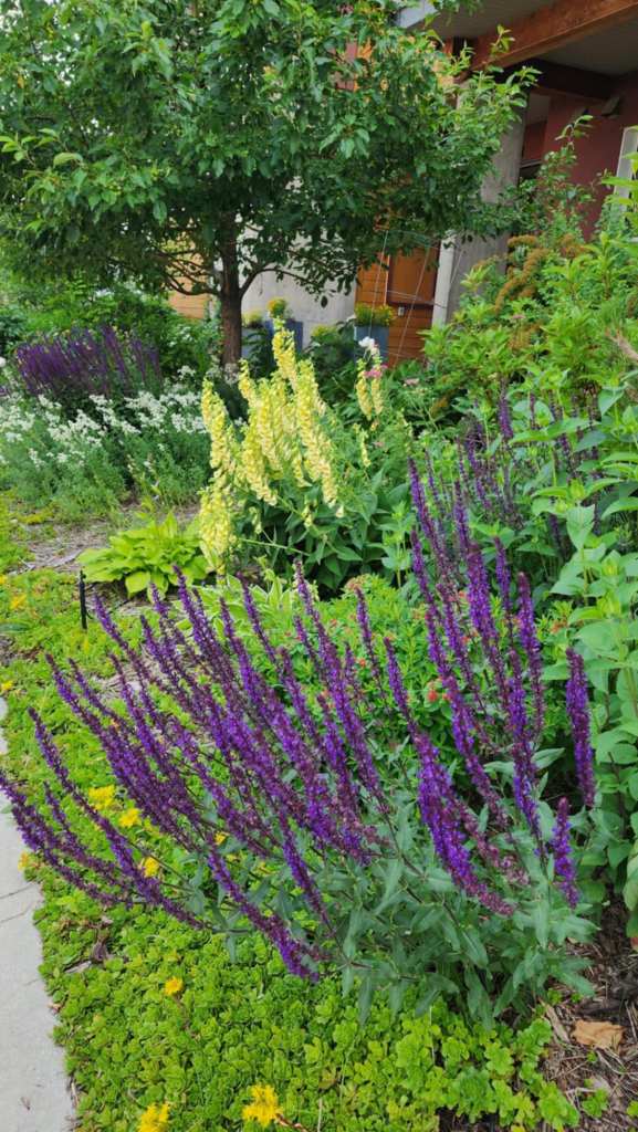 A vibrant garden featuring purple flowers and lush greenery, showcasing a variety of plants including salvia and other flowering species.