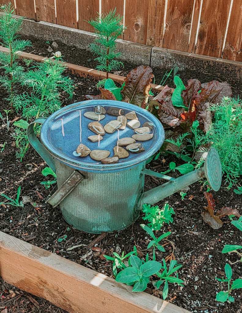 An old watering can is topped with a saucer of water and smooth stones for the bees, standing in a garden bed with various green plants and herbs around it.