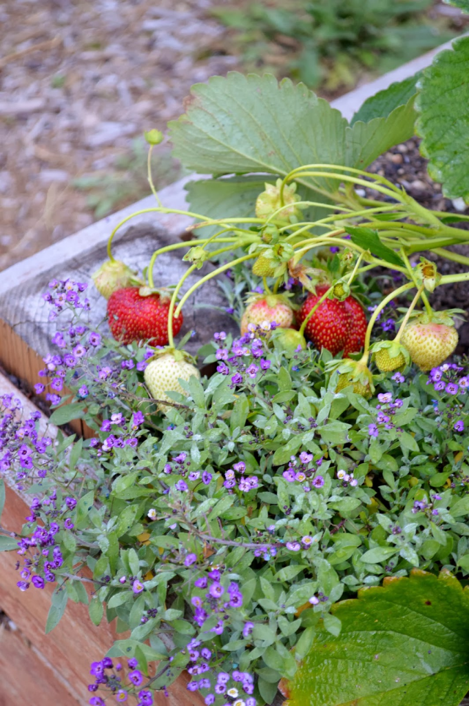 A close-up of strawberries growing among purple flowers in a wooden garden bed.