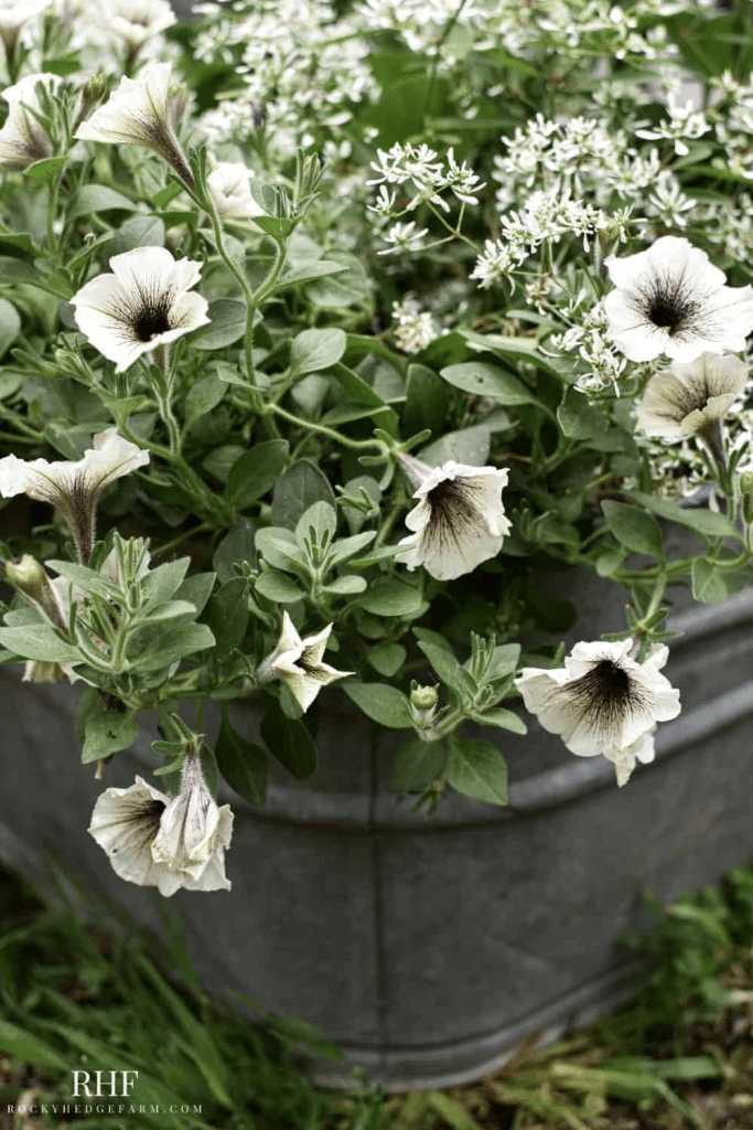 Close-up of blooming petunias with dark centers in a galvanized metal planter, surrounded by light foliage.