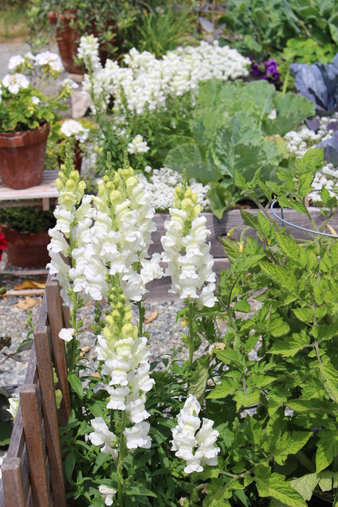 A garden scene featuring white snapdragon flowers blooming among various green plants and vegetables.