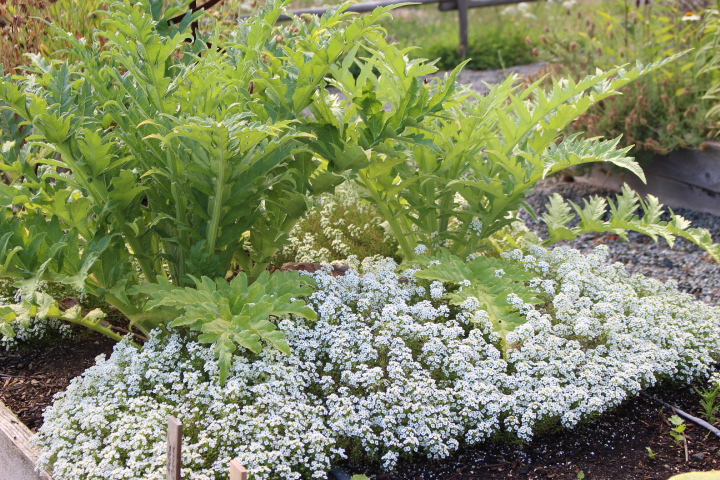 A lush garden bed featuring leafy green plants alongside a ground cover of small white flowers, highlighting a mix of foliage and blooms.