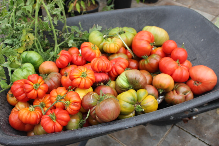 A wheelbarrow filled with a colorful assortment of ripe and unripe tomatoes in various sizes and shapes.