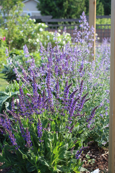 A vibrant garden featuring tall purple flowers surrounded by lush green foliage.