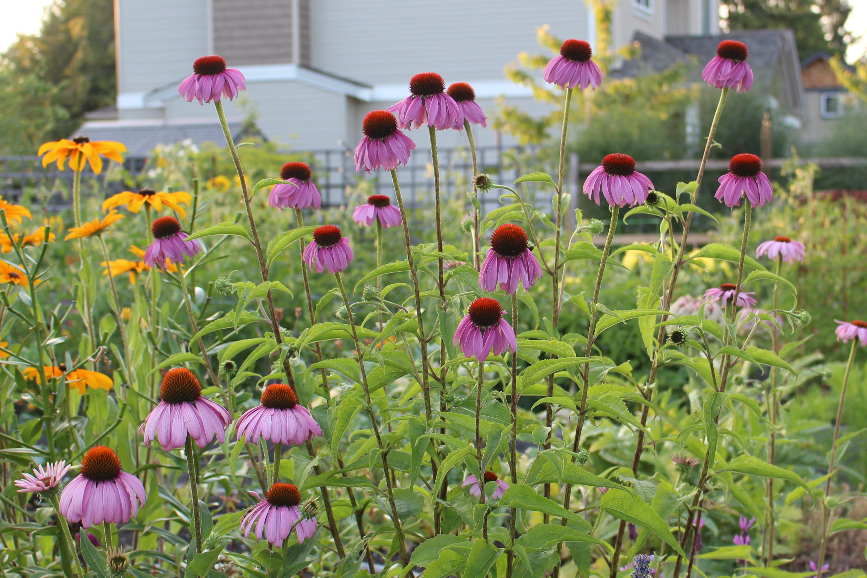 A vibrant flower garden featuring purple coneflowers and yellow rudbeckia, surrounded by lush green foliage.