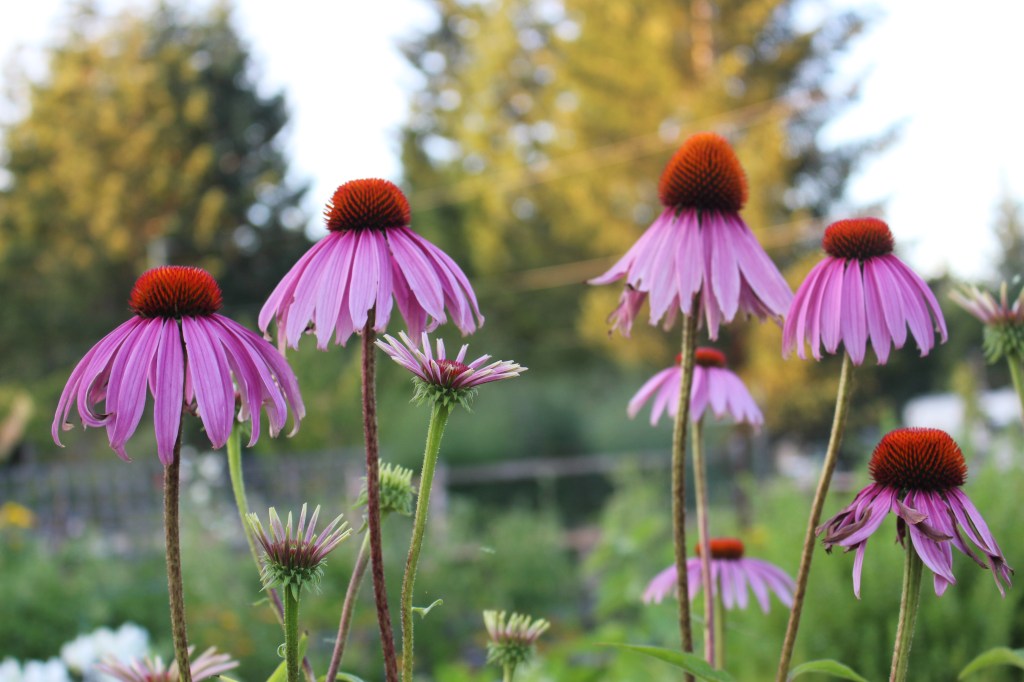 Bright purple echinacea flowers in a garden, with green foliage in the background.