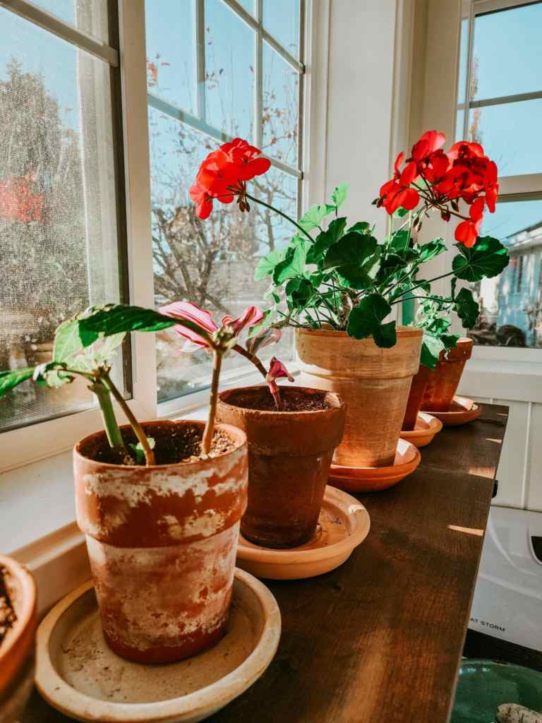 A sunny window sill with several terracotta pots containing vibrant red flowers and green plants, casting shadows on the wooden surface.