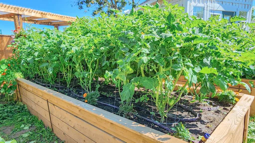A lush tomato garden in a raised wooden bed, with tall green plants supported by cages, and a clear blue sky in the background.
