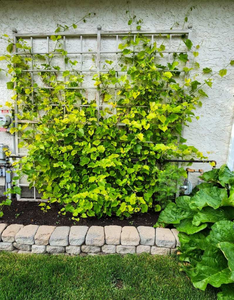A trellis covered with lush green vines grows against a textured wall, with a stone border and leafy plants in the foreground.