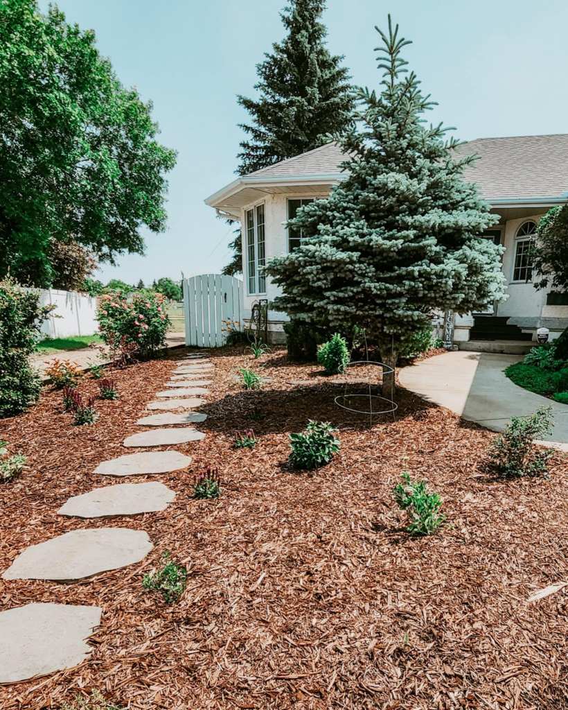 A well-maintained front yard featuring a pathway made of stepping stones, surrounded by freshly laid mulch and newly planted shrubs, with a lush evergreen tree and a white wooden gate in the background.