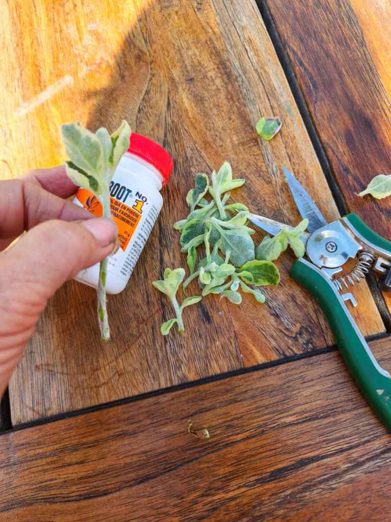 A hand holding a leaf cutting next to a container of rooting hormone and garden shears on a wooden surface.