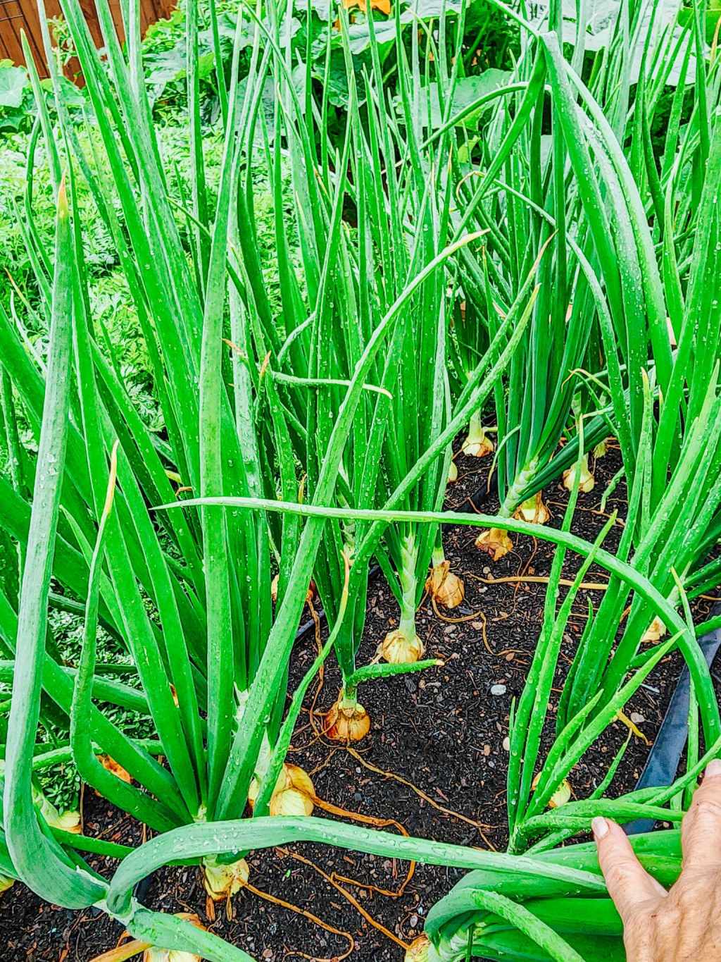 How To Feed Organic Flower & Vegetable Gardens (Your&nbsp;Potager)