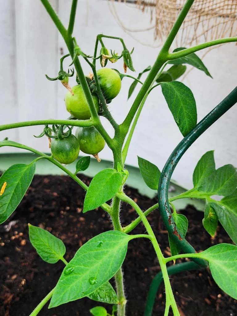 Close-up of green tomatoes growing on a vine with lush leaves and soil in the background.