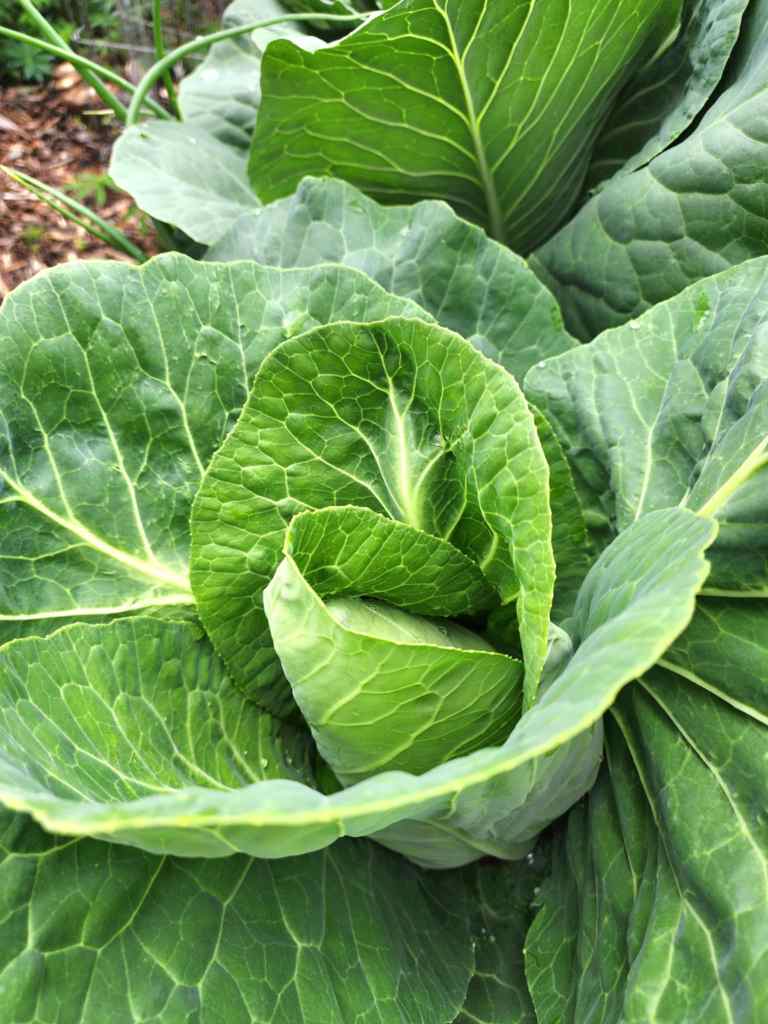 Close-up of green cabbage leaves, showcasing the layered structure and vibrant color, ready for harvest.