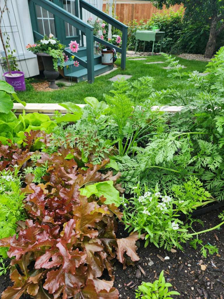 A lush garden bed featuring vibrant red lettuce, green carrots, and small white flowers, with a staircase and colorful flower pots in the background.